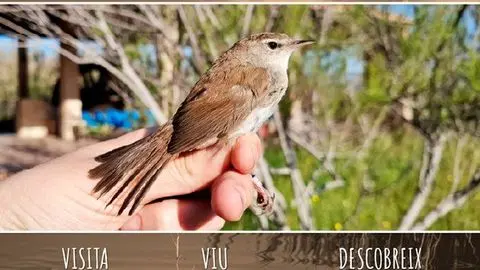 Coloquio sobre anillamiento científico de aves 'Viu la Marjal'