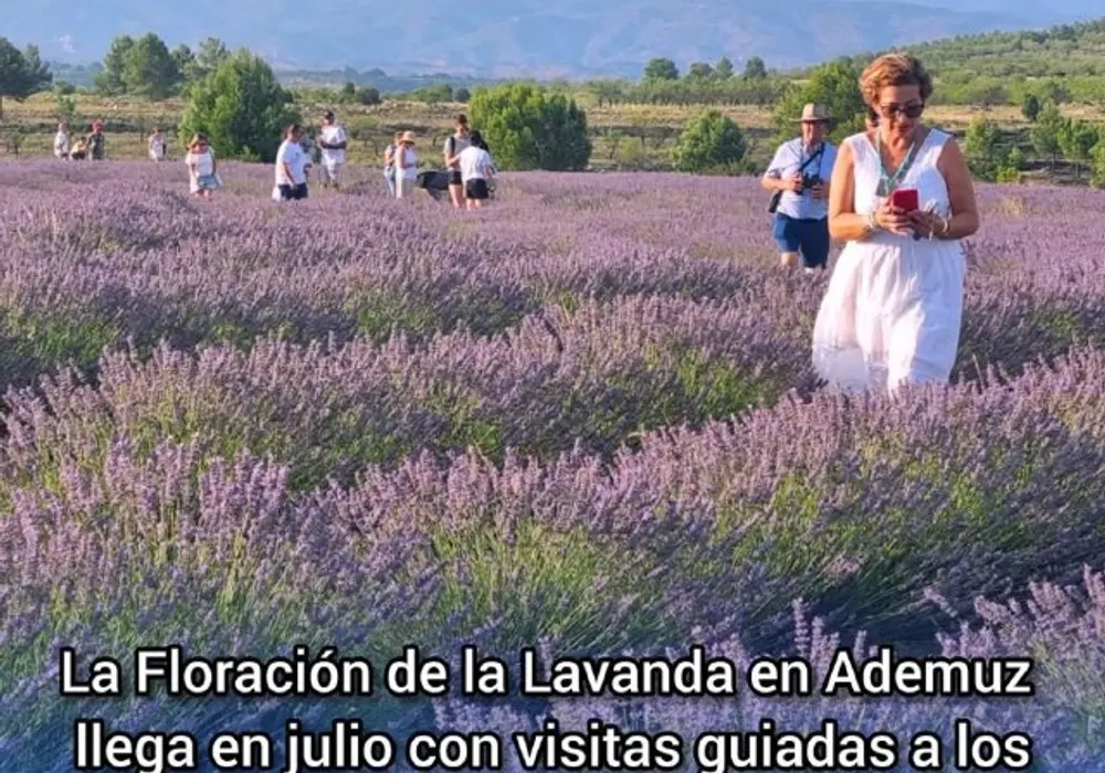 Mes de la Lavanda en Ademuz