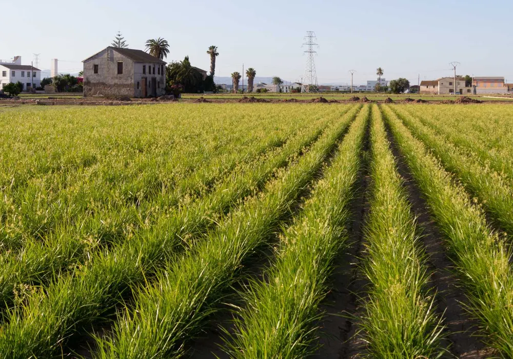 Miradors de l’Horta en L'Horta Nord de Valencia