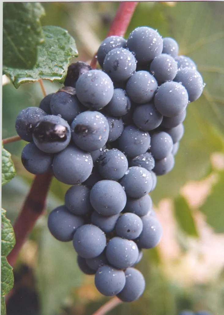 Uvas de bobal, la variedad de la Denominación de Origen Utiel-Requena