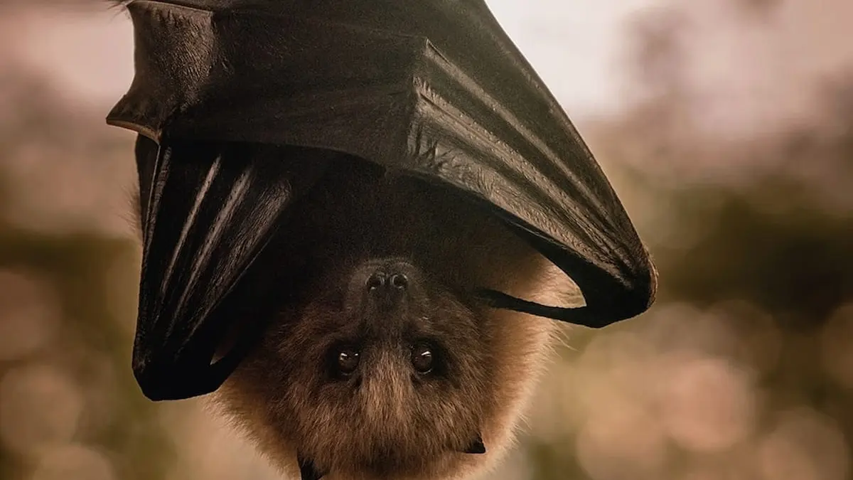 „Bat Night“: die Nacht der Fledermäuse