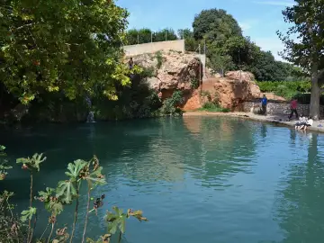 Gorgo Catalán