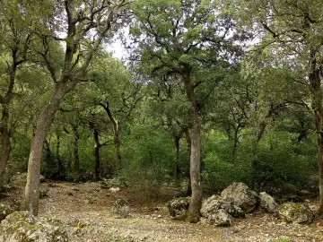 Carrascar de la Font Roja