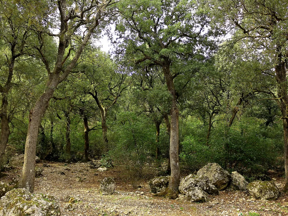 Carrascar de la Font Roja
