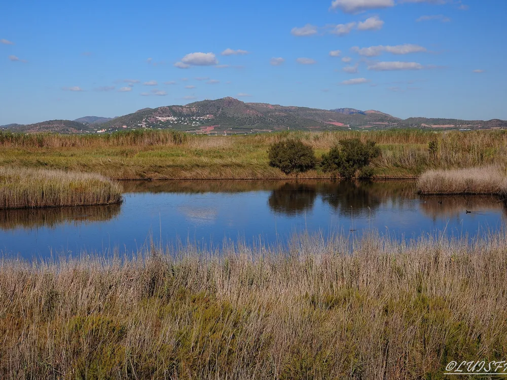 Marjal de El Puig