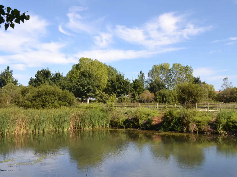 Marjal de Gandia (Ullal de l'Estany)