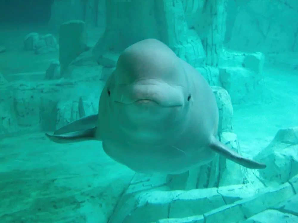 Oceanogràfic