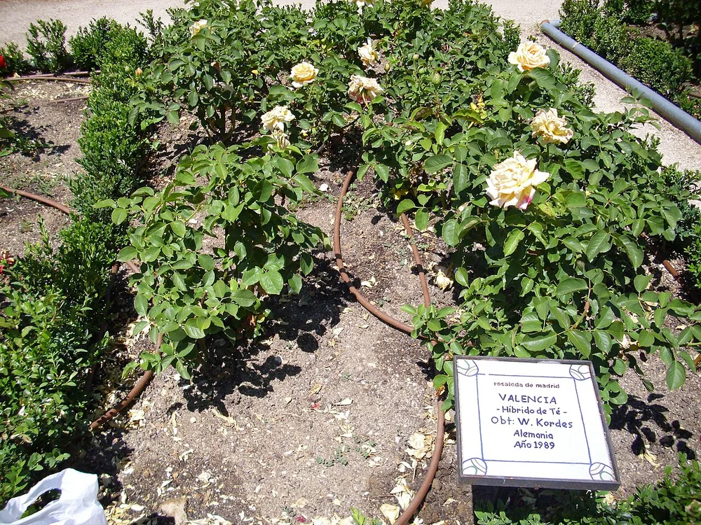 Parque del Oeste