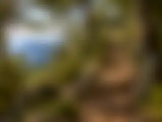 採石場遺跡間的老松樹