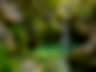蕨叢間的泉水小水潭